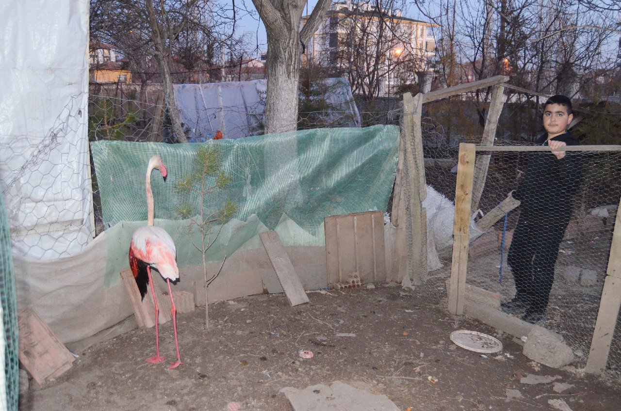 Yaralı flamingonun ayağında İranlı kuş gözlemcilerin taktığı çip bulundu