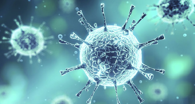 Avrupa'da domuz vebası paniği!