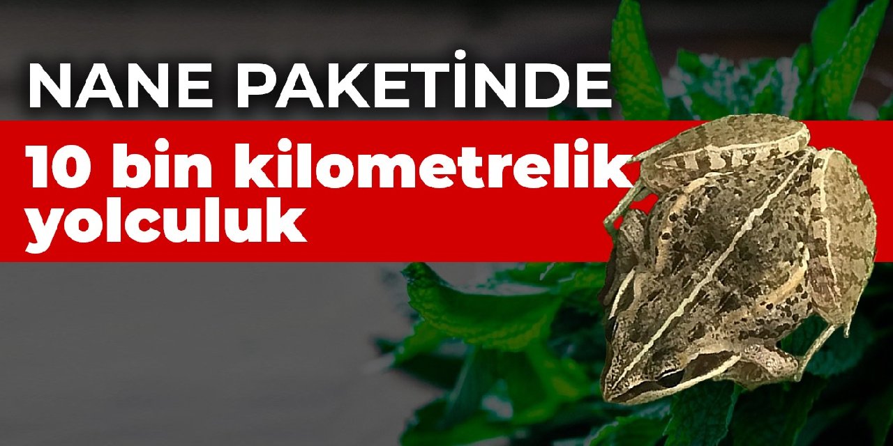 Nane paketinde 10 bin kilometre