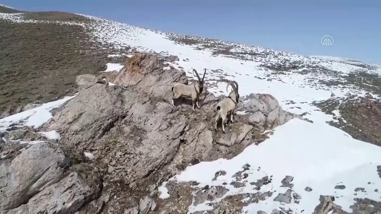 'Yabani hayvanlar için en büyük tehlike insan ile temas'