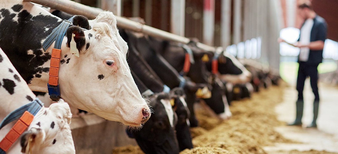 ‘Damızlıklar kesime gitti, tüketiciler yakında süt ürünü alamayacak’