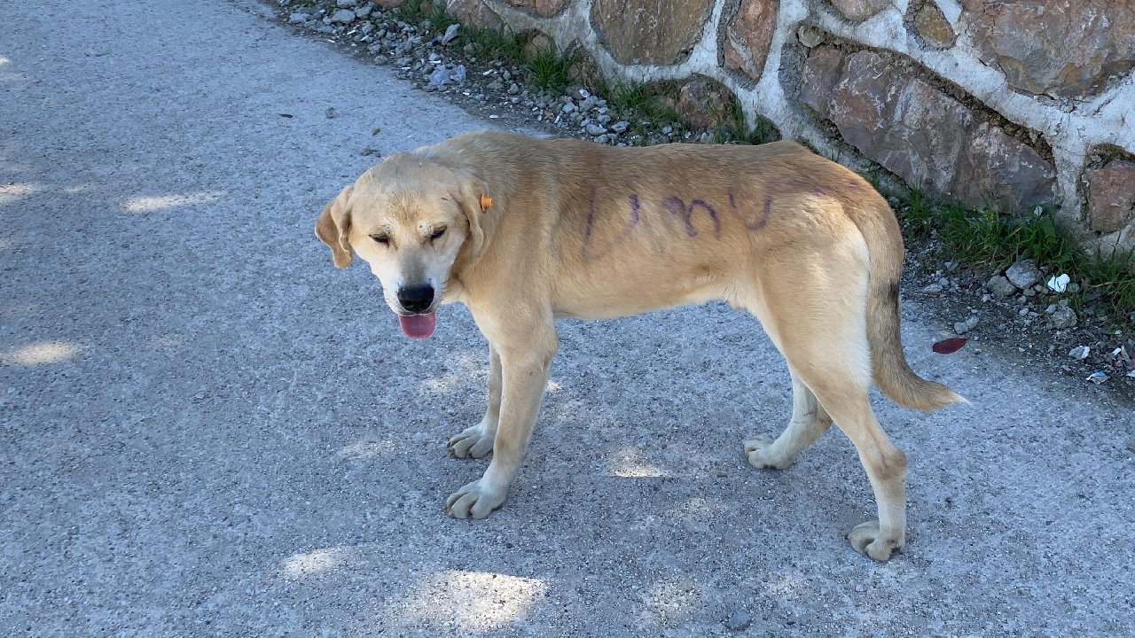 Umuttepe'deki köpeğin üzerine ‘Umut’ yazdılar