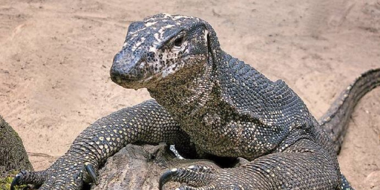 Hindistan’da kertenkeleye tecavüz eden dört kişi tutuklandı