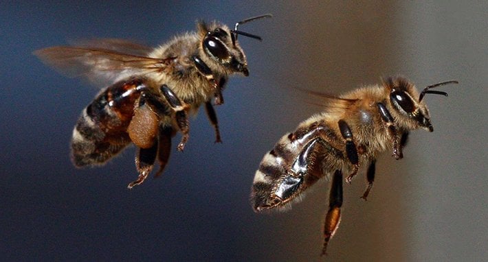 500 bin arının ölümüne yol açan çocuklar gözaltına alındı