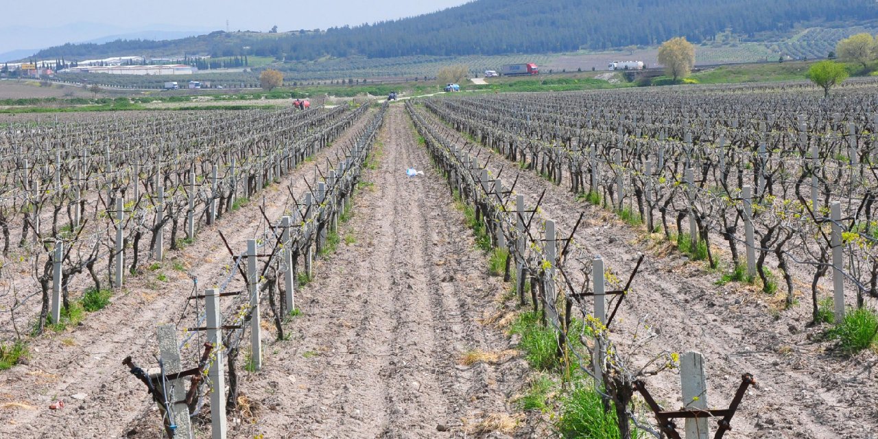Üzüm bağlarına don vurdu: 1500 dekar alan zarar gördü
