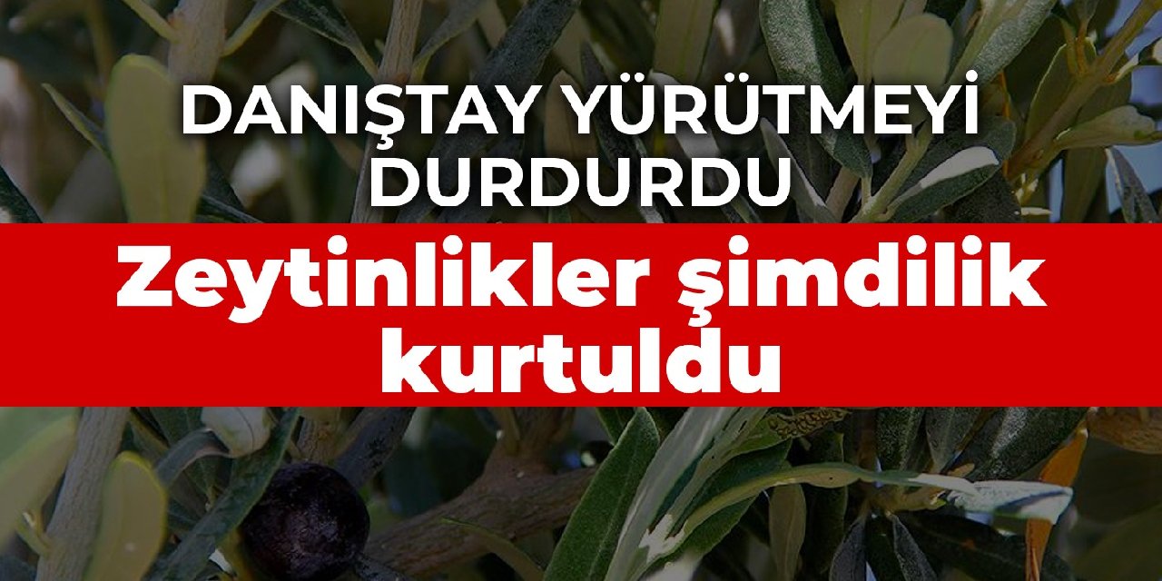 Zeytinlikler şimdilik kurtuldu: Danıştay yürütmeyi durdurdu