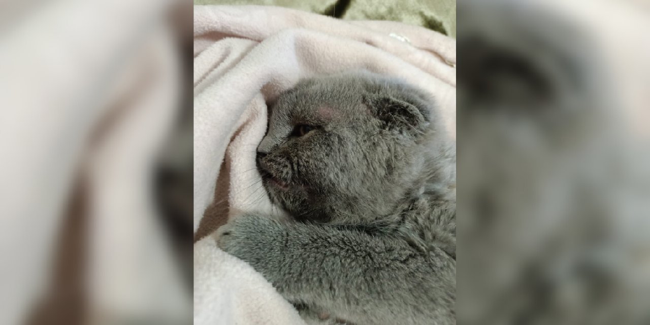 Kedi katiline 2 yıl indirimsiz hapis