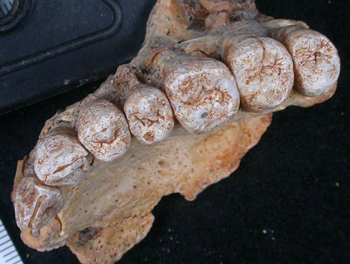 En eski insan fosili bulundu! Tarih yeniden yazılıyor...