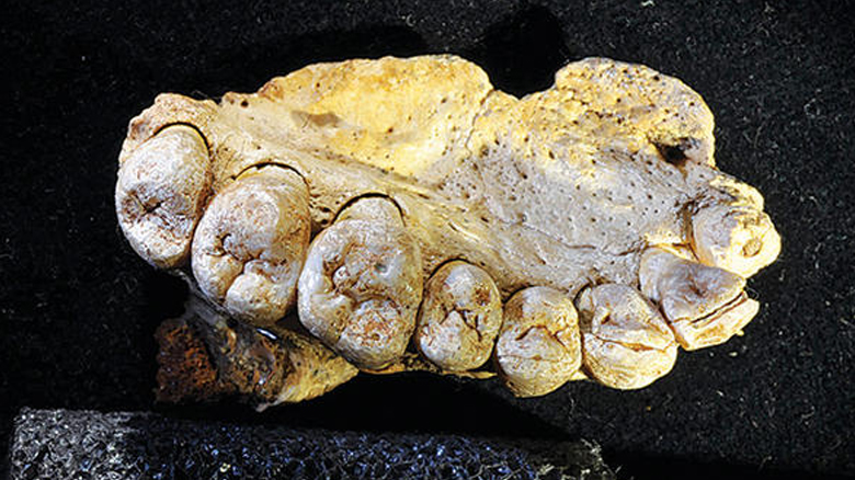 Büyük keşif! Bu dişler 200 bin yıllık!