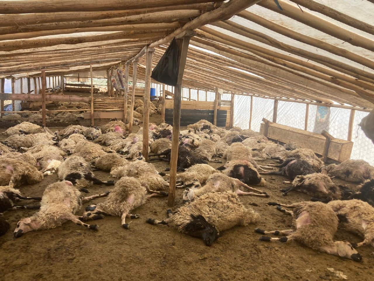 Kurtlar saldırdı: 162 koyun öldü, 36'sı yaralı
