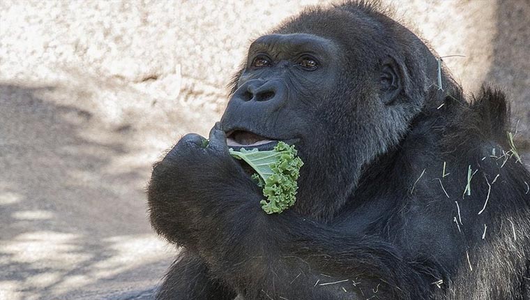 Dünyanın en yaşlı gorillerinden Vila öldü
