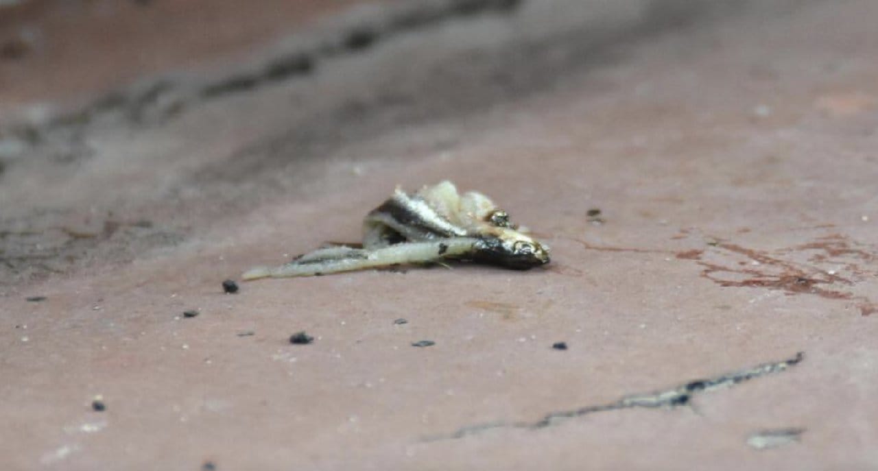 Kayserispor-Trabzonspor maçında sahaya balık atıldı