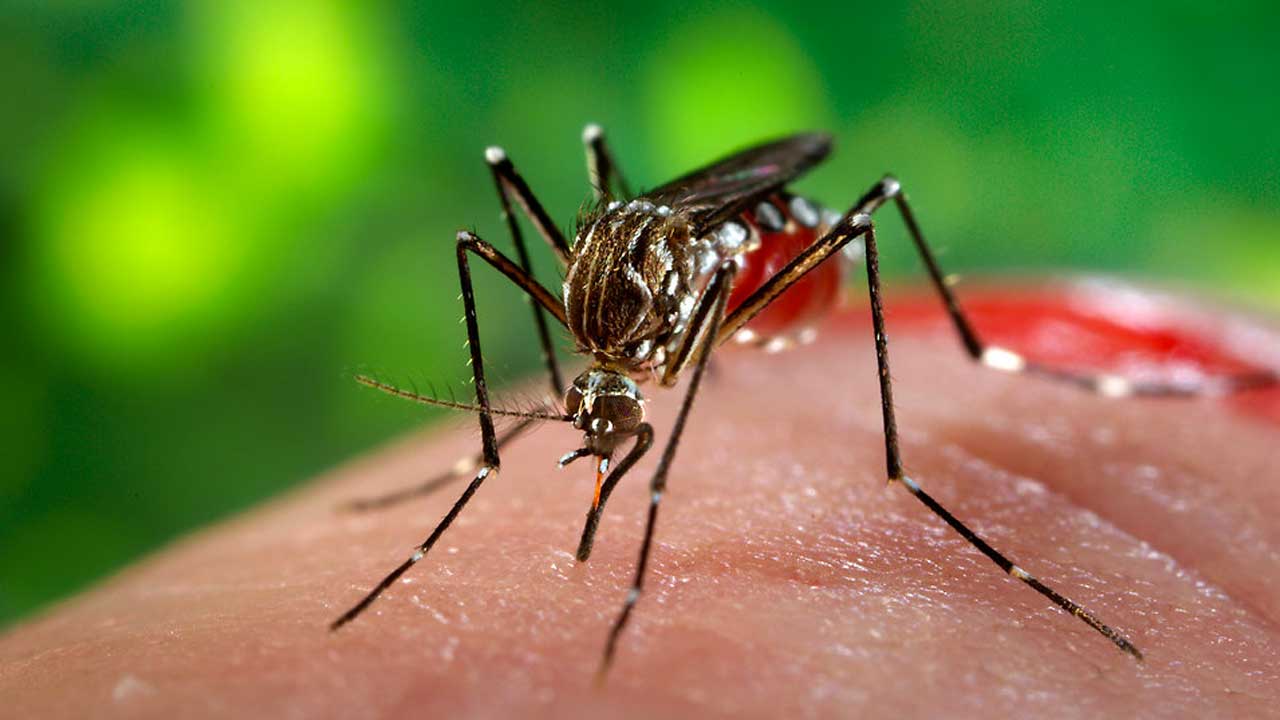 Rusya'dan "Türkiye'de Zika virüsü" uyarısı!