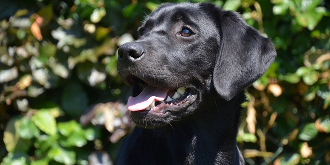 ABD'den köpeklere kısıtlama: Eskisi gibi havlayamayacaklar