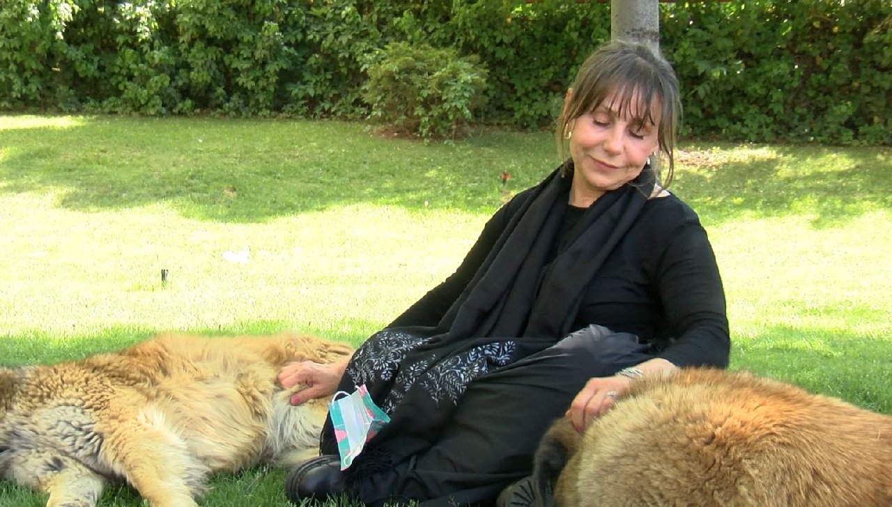 Köpek besleyen hayvanseveri darbeden şüpheli serbest