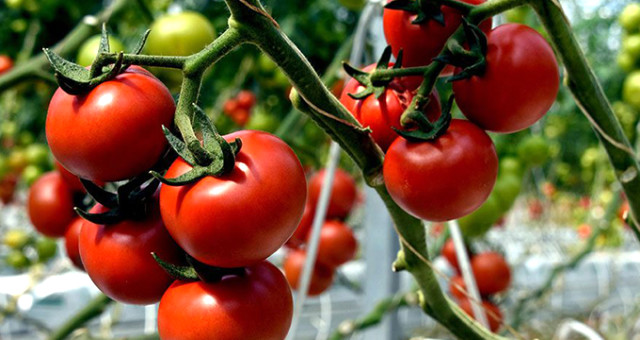 Rusya’ya domates ticaretinde yeni gelişme
