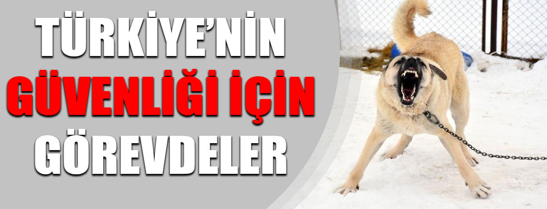 Milli köpek ırkları, Türkiye'nin güvenliği için görevde