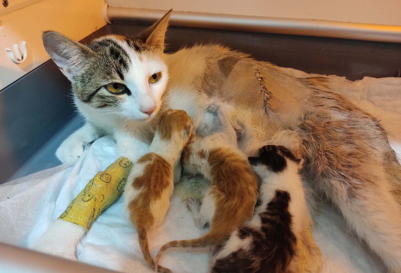 Anne kedi ve yavrularını imam kurtardı