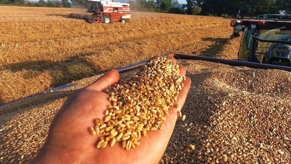 Rusya tahıl anlaşmasına döndü, buğday fiyatları düştü
