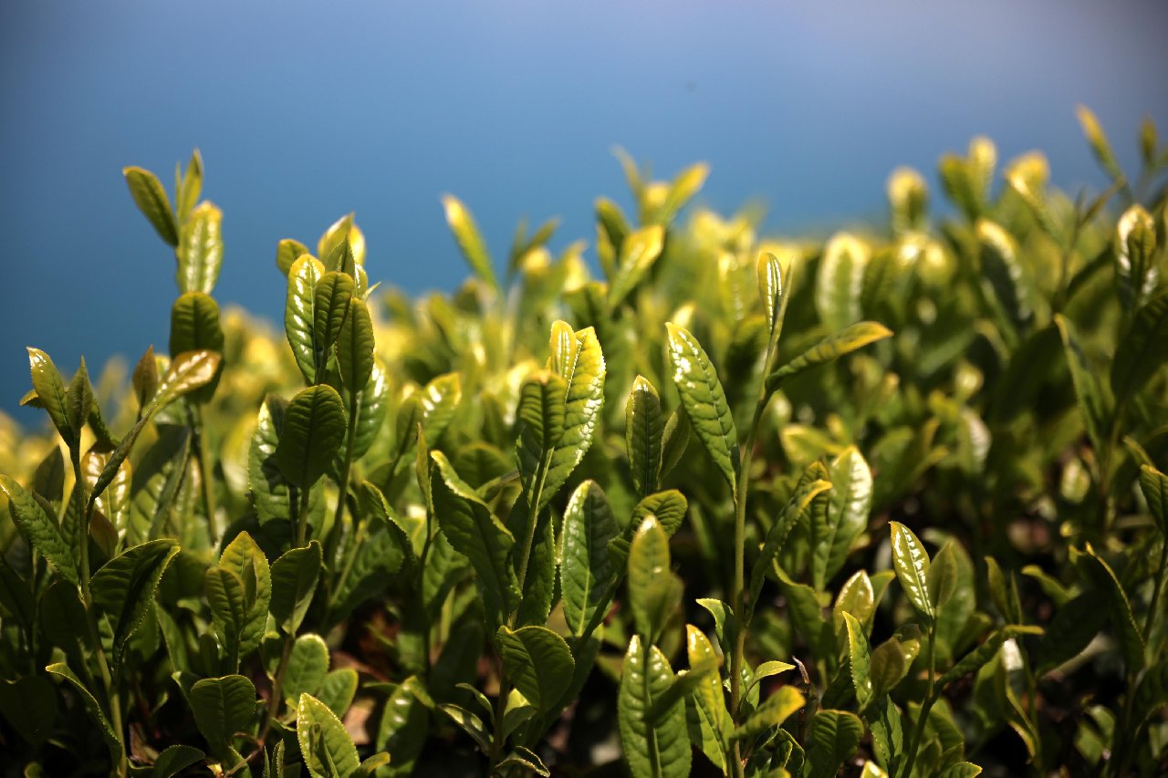 Rizeliler, uzaya çay gönderme denemesi yapacak