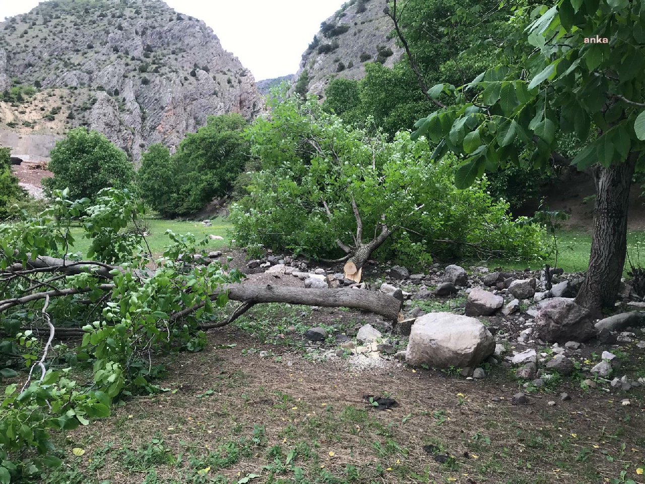 HES yapılması planlanan bölgedeki ağaçlar mahkeme sonuçlanmadan kesildi