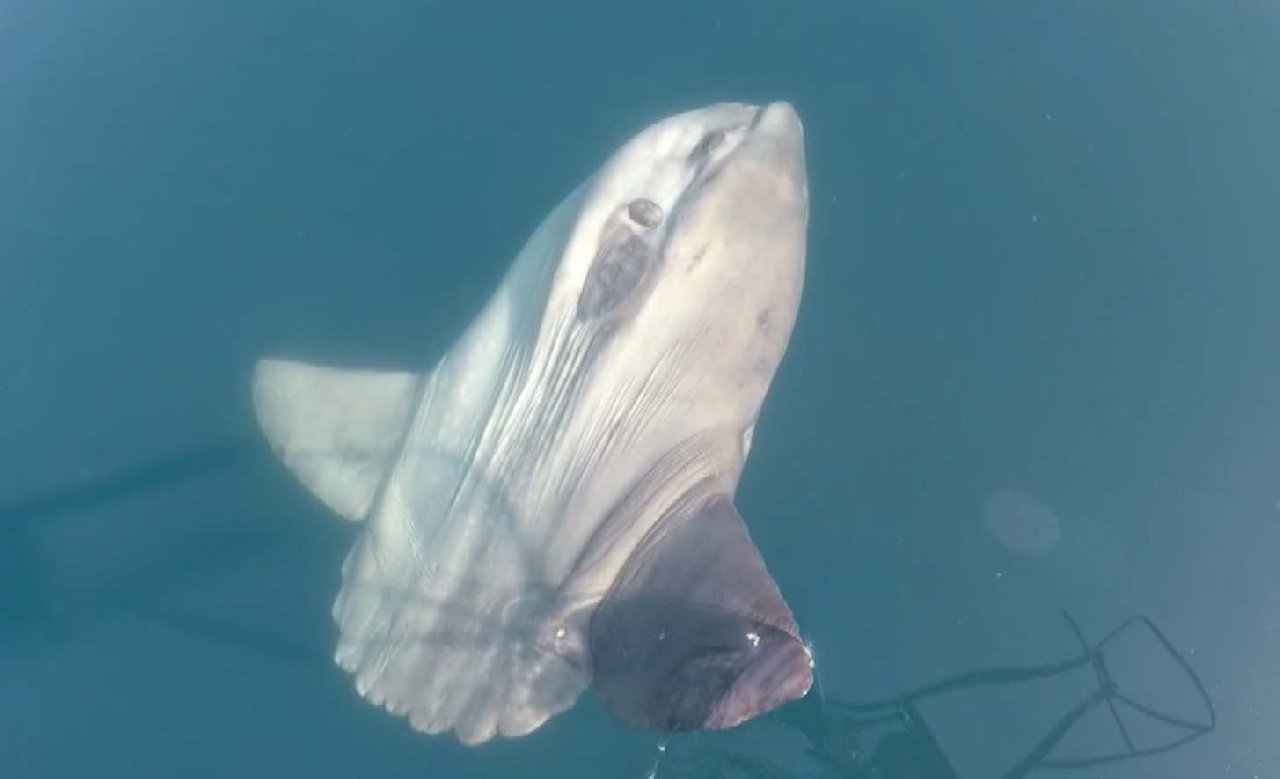 Gökçeada açıklarında ay balığı ve balinalar görüntülendi