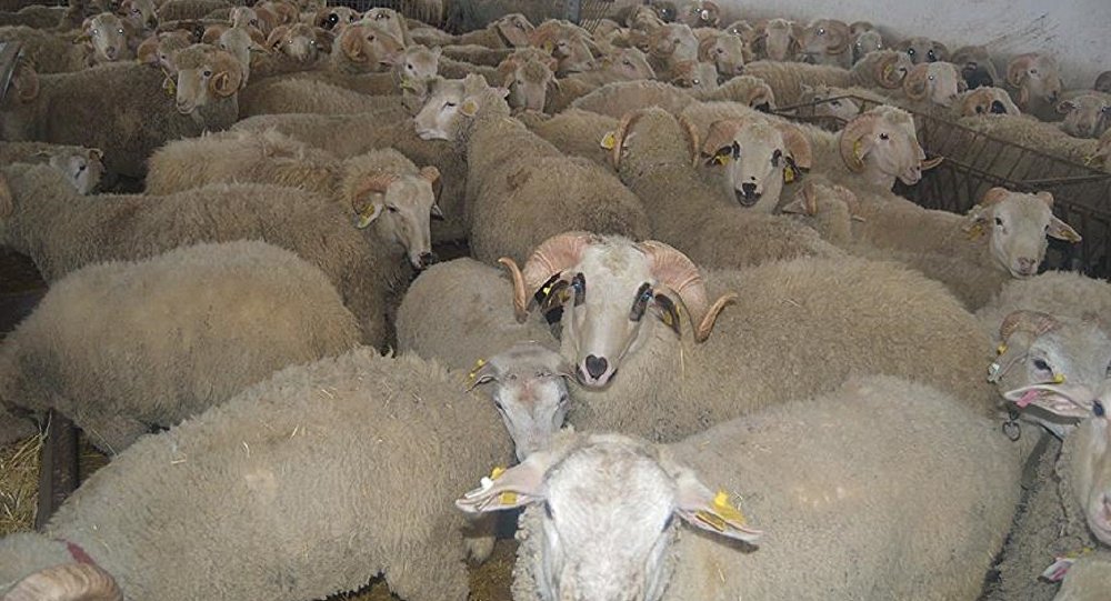 Göçleri önleme teşviği: 300 koyun veriyoruz!