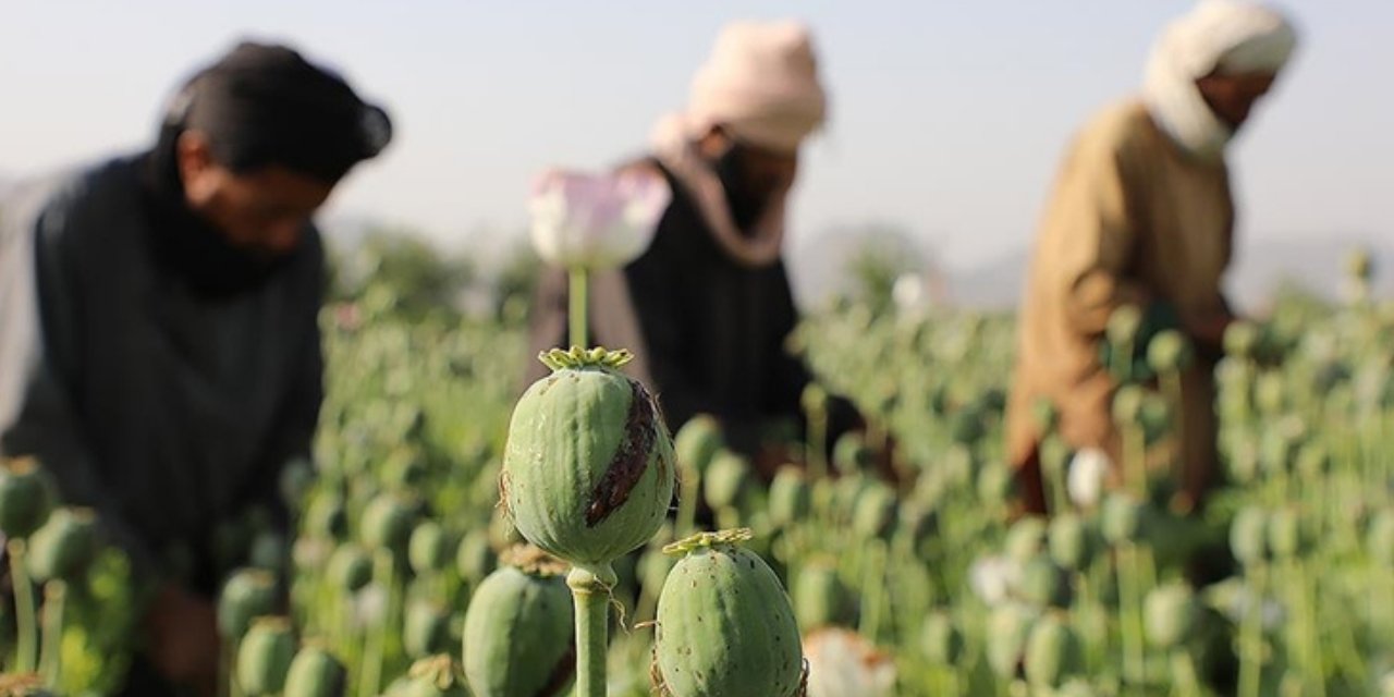 Taliban: Haşhaş tarlalarını yok edeceğiz
