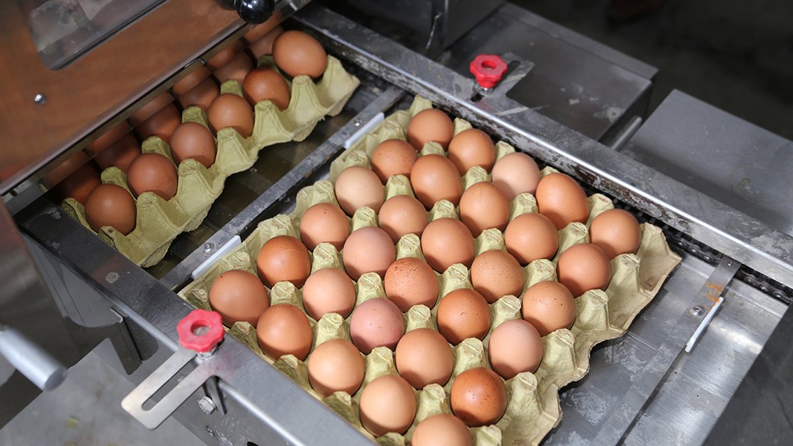 Yumurta üreticileri: Batıyoruz