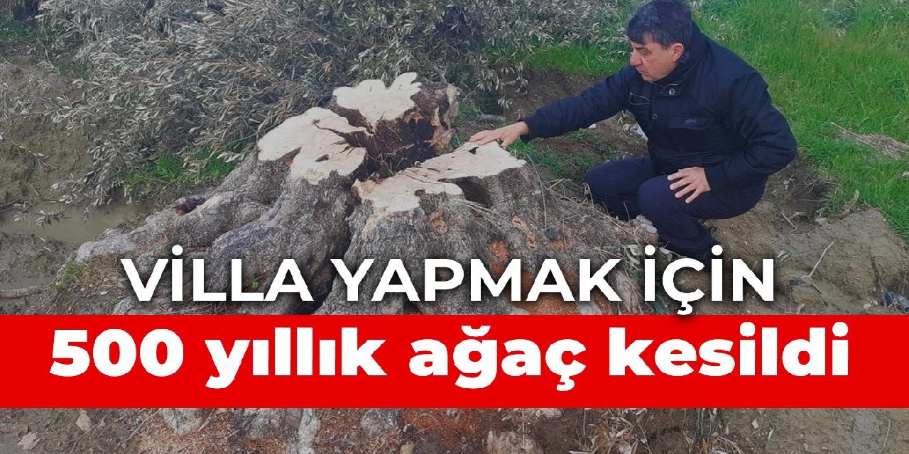 Villa yapmak için 500 yıllık ağaç kesildi