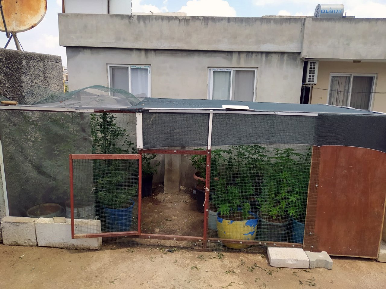 Kümesten 35 kök Hint keneviri çıktı: 'Kullanmak için' dedi