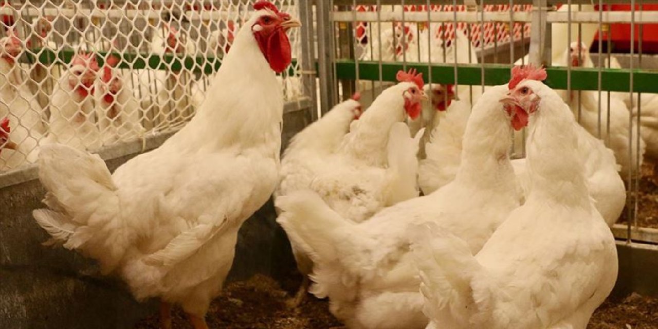 Çiftçiler bronşiti önlemek için tavukları kenevirle besliyor