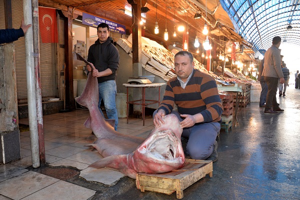 Görenler hayrete düşüyor! Balıkçıların ağına 300 kiloluk köpek balığı takıldı