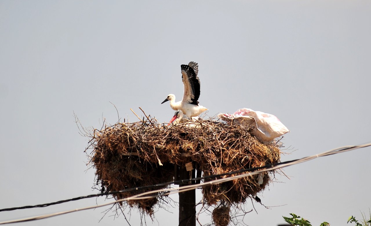 'Yaren' leylek 3 yavrusunu da büyüttü