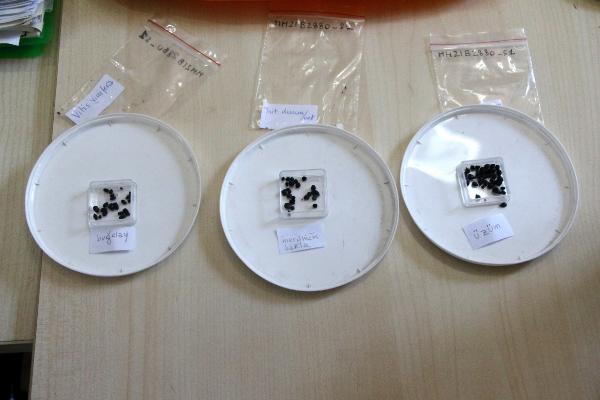 Misis Höyüğü'nde 3 bin yıllık tohum bulundu