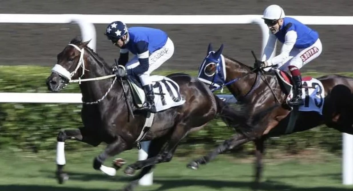 Gazi Koşusu’nda acı olay: Uyutuldu...