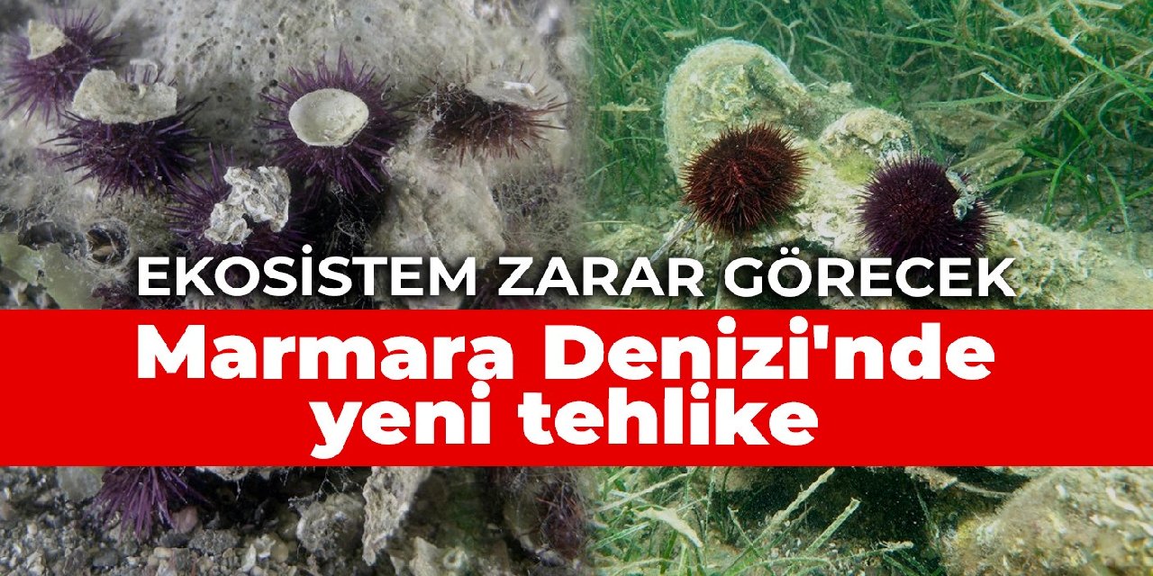 Marmara Denizi'nde yeni tehlike: Ekosistem zarar görecek