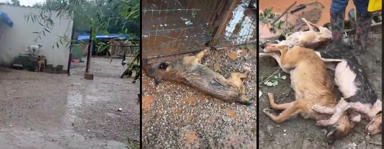 Bartın'da selde kilitli kalan 56 köpek öldü