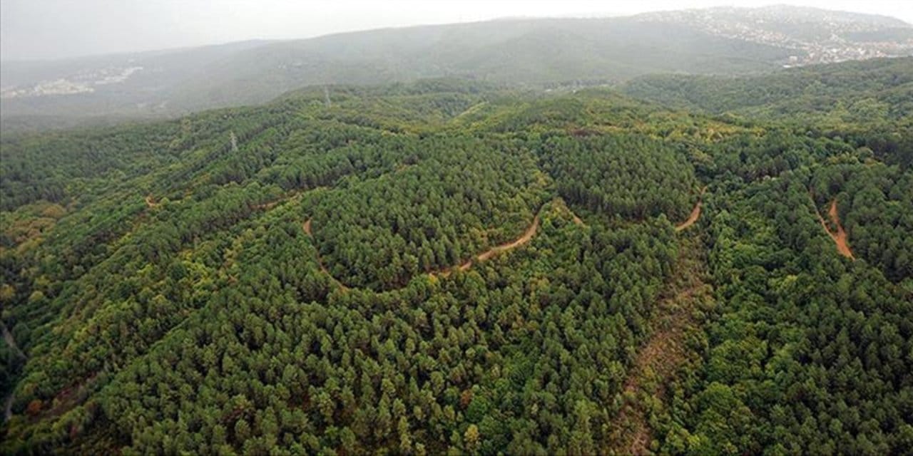 Çanakkale'de ormanlık alana giriş yasağı