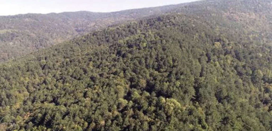 Vali Yerlikaya duyurdu: İstanbul'da ormana girişler yasaklandı