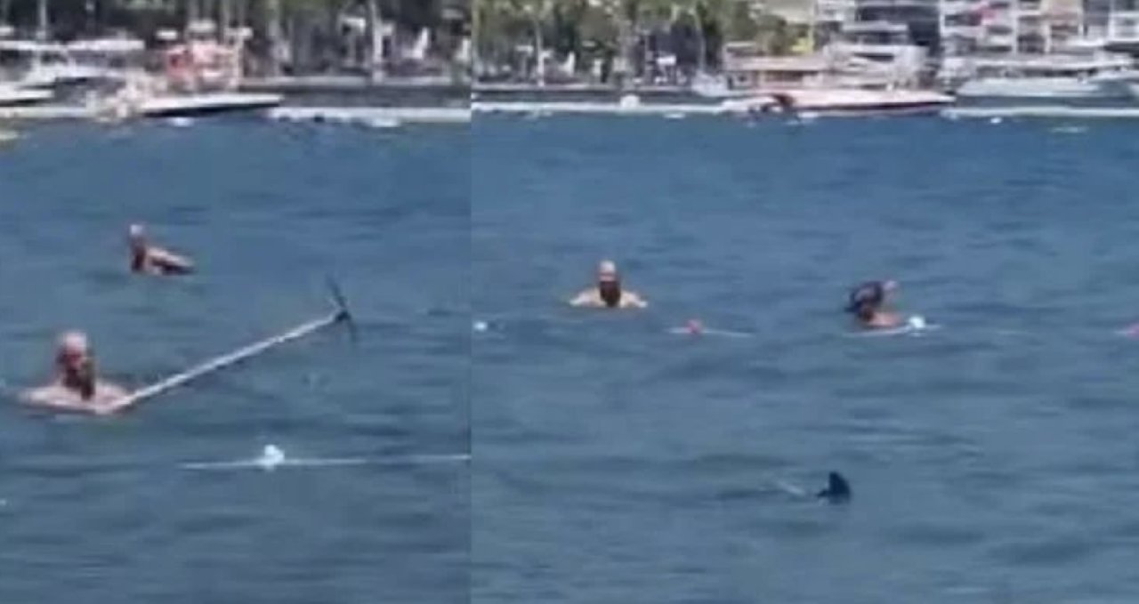 Marmaris'te zarganayı köpek balığı sandılar, paspasla kovaladılar