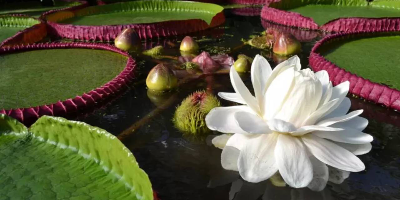 Yeni nilüfer türü şaşırttı: Yaprakları 3 metreyi aşıyor