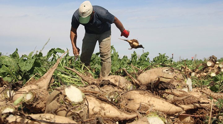 Şeker pancarı alım fiyatları belli oldu