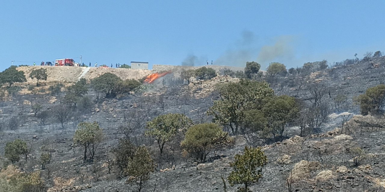 Bodrum'da makilik alanda yangın