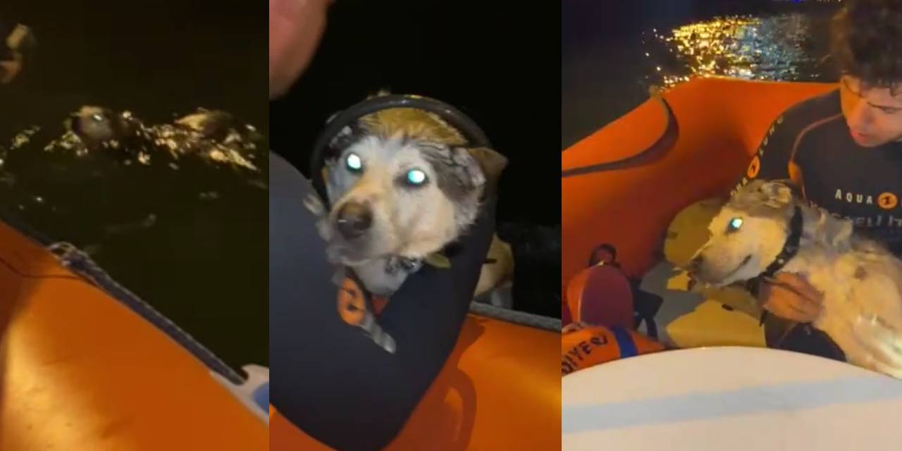 İzmit açıklarındaki köpek botla kurtarıldı