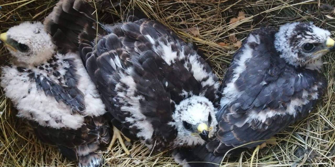 Vatandaşların bulduğu kartal yavruları koruma altına alındı