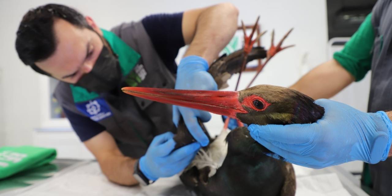 Yaralı bulunan leyleğin gövdesinden saçmalar çıktı