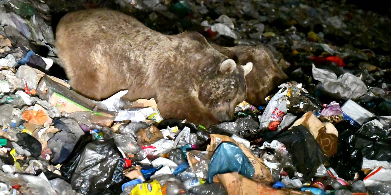 Bozayılar çöplüklerde yemek aradı