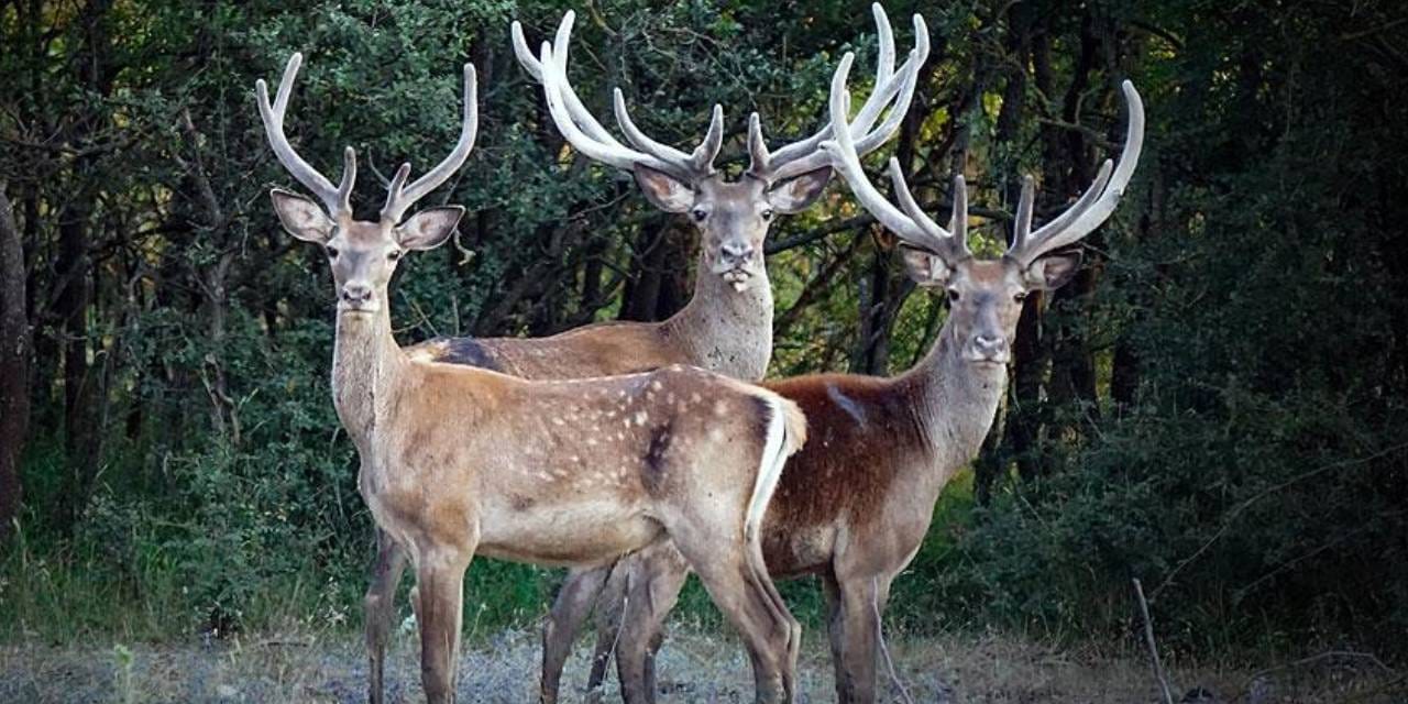 Parasını veren öldürüyor