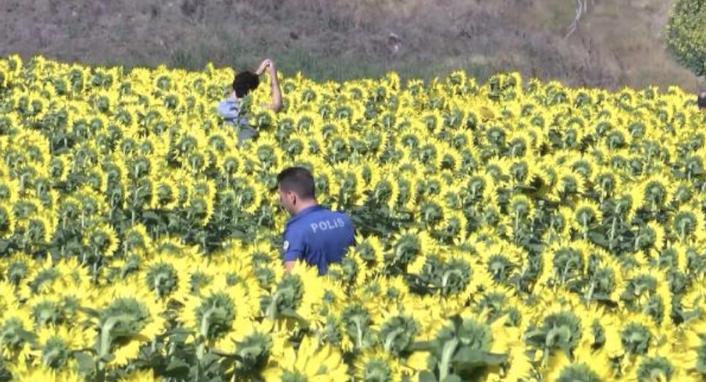 11 gündür kayıptı: Cesedi ayçiçeği tarlasında bulundu